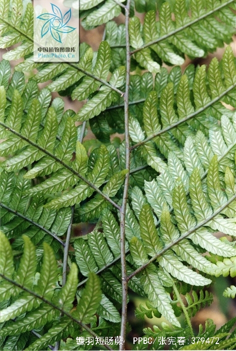  p>镰羽短肠蕨( a target="_blank" href="/item/学名/8074290" data