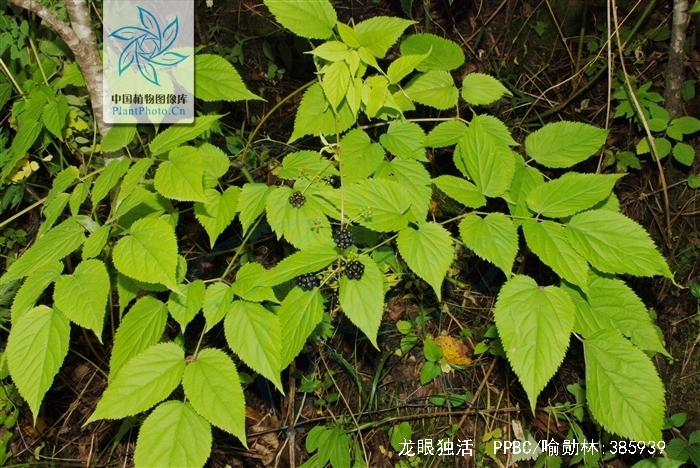 龙眼独活