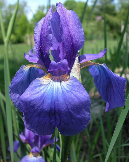  p>北陵鸢尾(学名: i>iris typhifolia /i>  kitag.