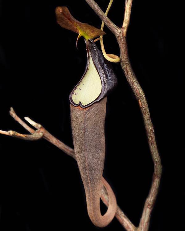  p>小舌猪笼草是南亚印度尼西亚 a target="_blank" href="/item