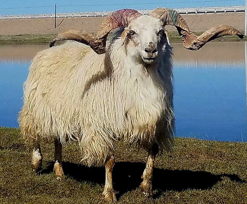  p>玛多藏羊, a target="_blank" href="/item