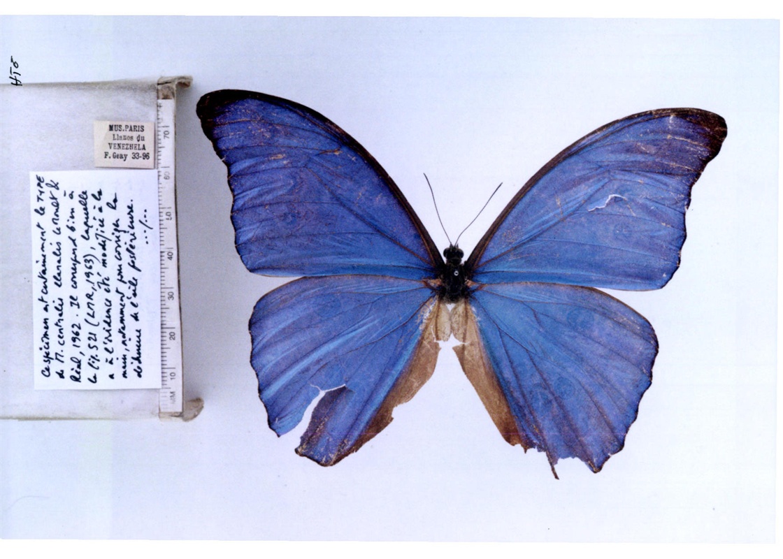  p>新特闪蝶, i>morpho centralis ( /i>staudinger,1887),是鳞翅目 a