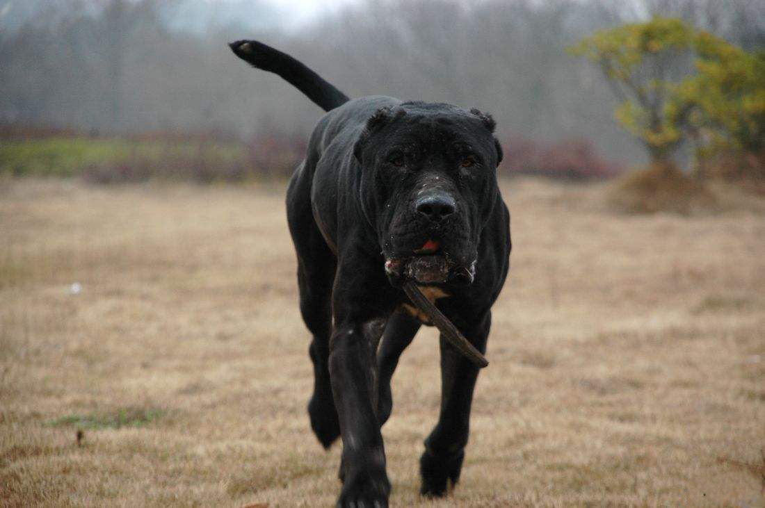 班道戈犬来自撒克逊方言的"banda"- "链条,用链条拴",1960年,美国人用