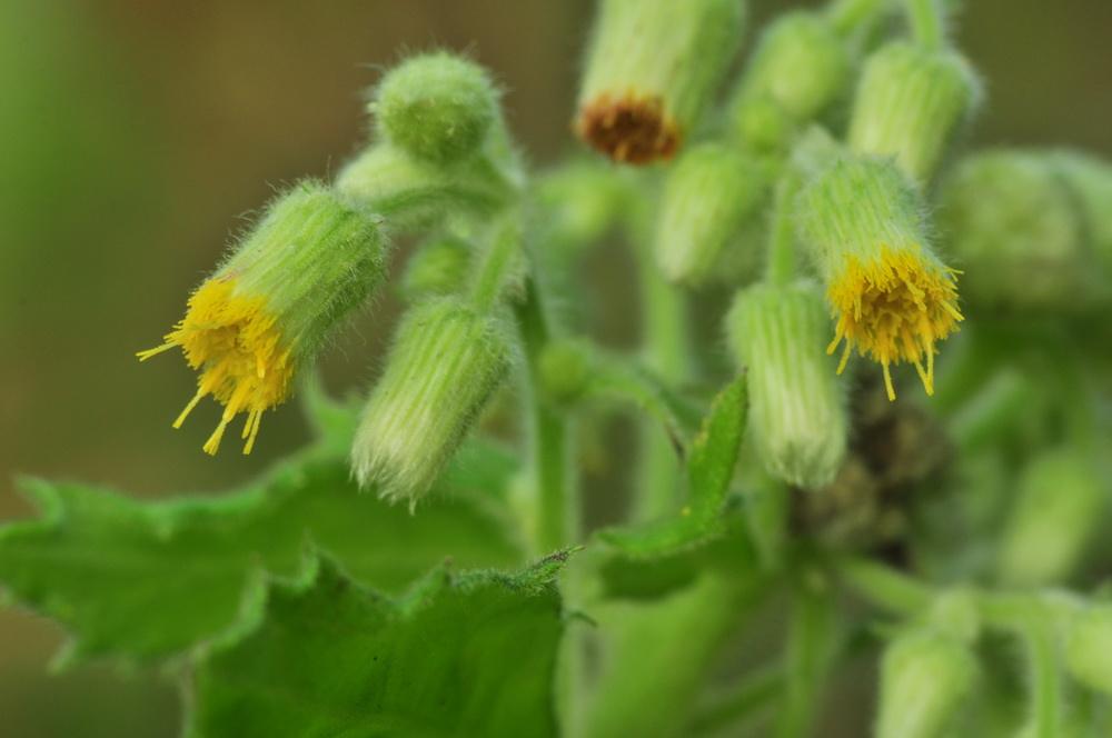  /i>)数字菊科艾纳香属植物, a href="#" data-lemmaid="541696">草本