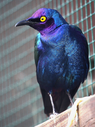  p>紫丽椋鸟(学名:lamprotornis purpureus)属中型 a target="_blank"