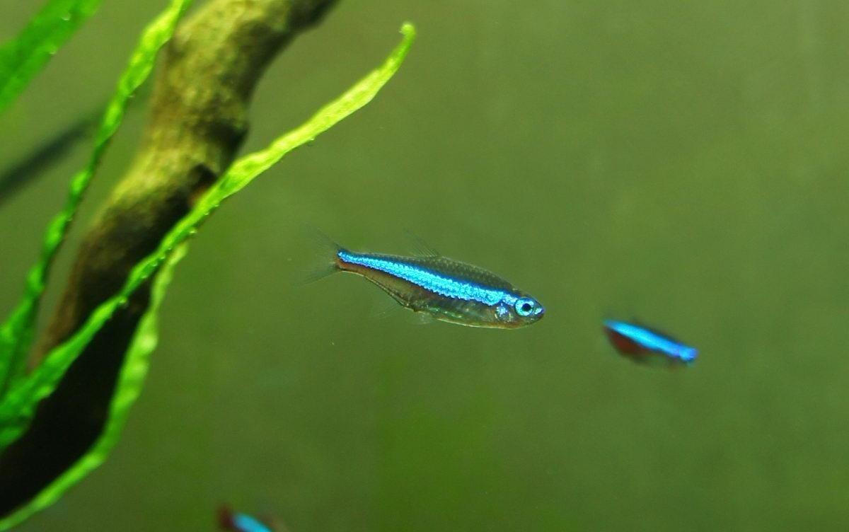 色彩美丽,可作为观赏鱼类