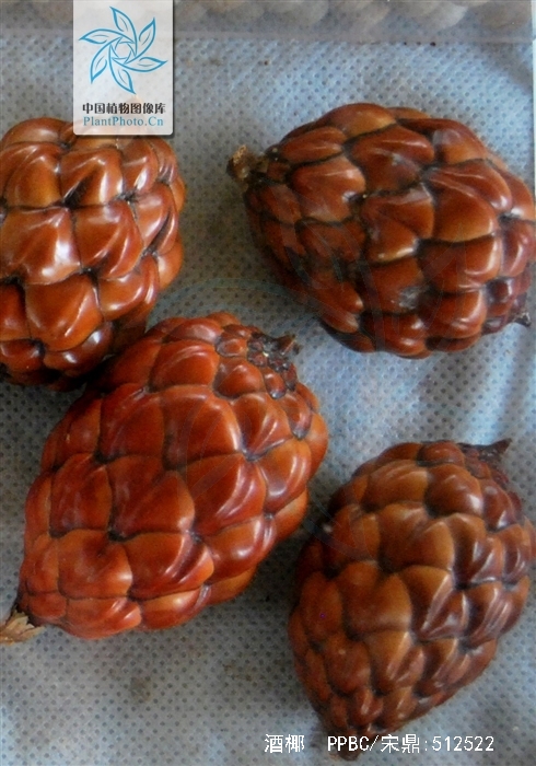  p>酒椰(学名: i>raphia vinifera /i> beauv.