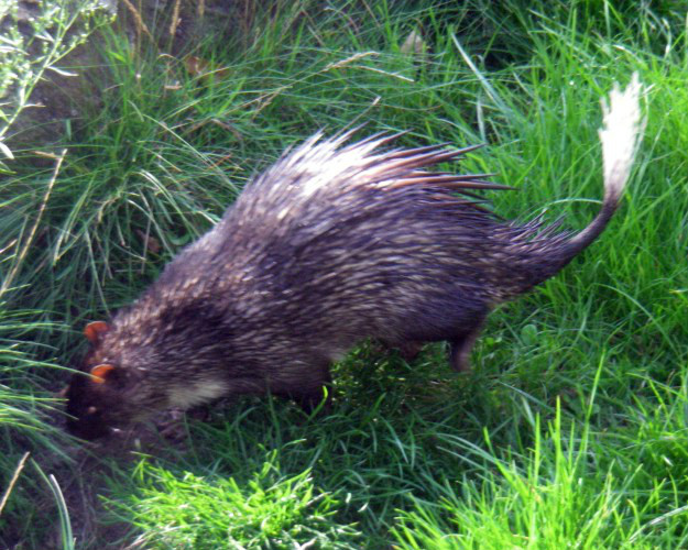  p>非洲帚尾豪猪(学名: i>atherurus africanus /i>):小型 a href="#"