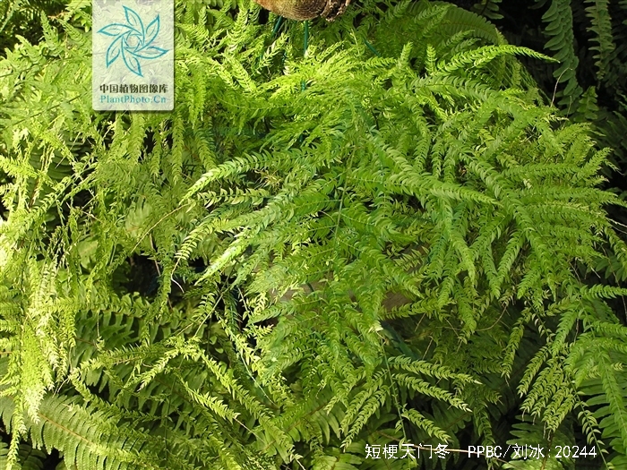  p>短梗天门冬(学名: i>asparagus lycopodineus /i> wall.
