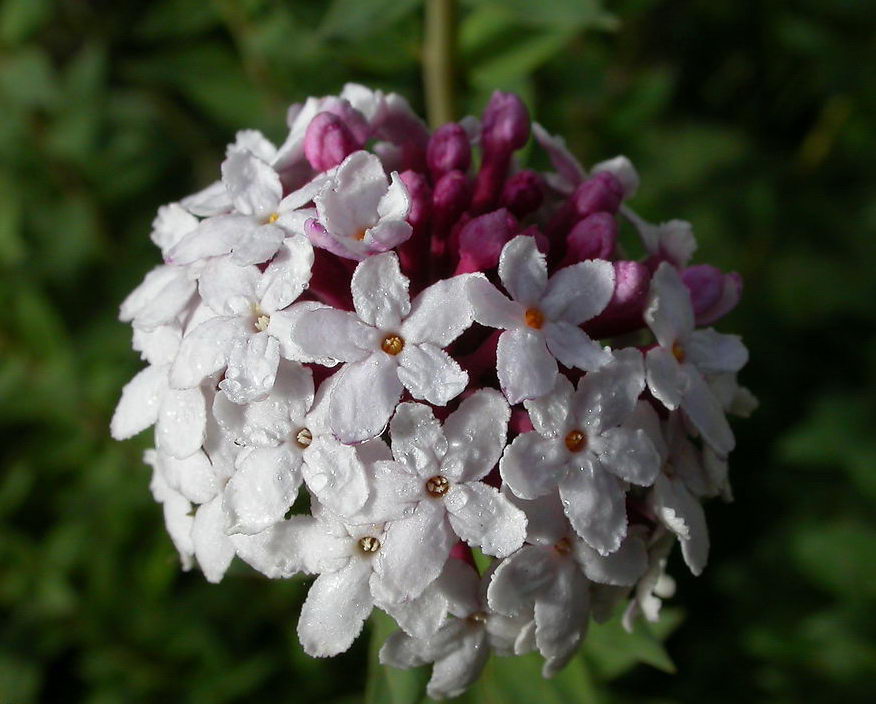 id="tbhqspvr5bbn">馒头花又名狼毒,是瑞香科狼毒属的多年生草本植物