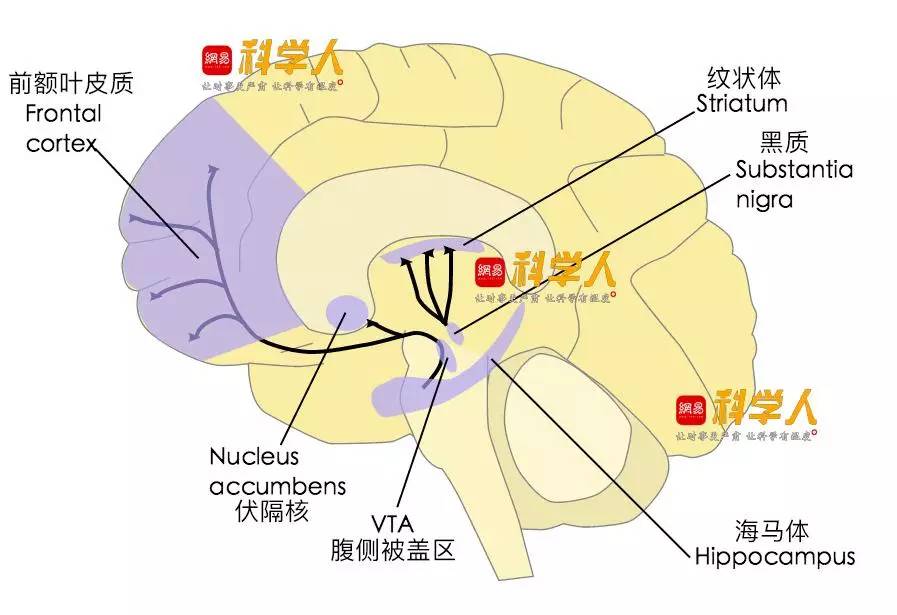 魔法化学分子——多巴胺_百科TA说
