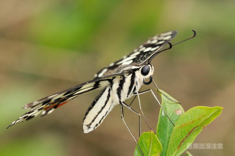  p>达摩凤蝶(papilio demoleus linnaeus蝴蝶)是一种常见的分布广泛的