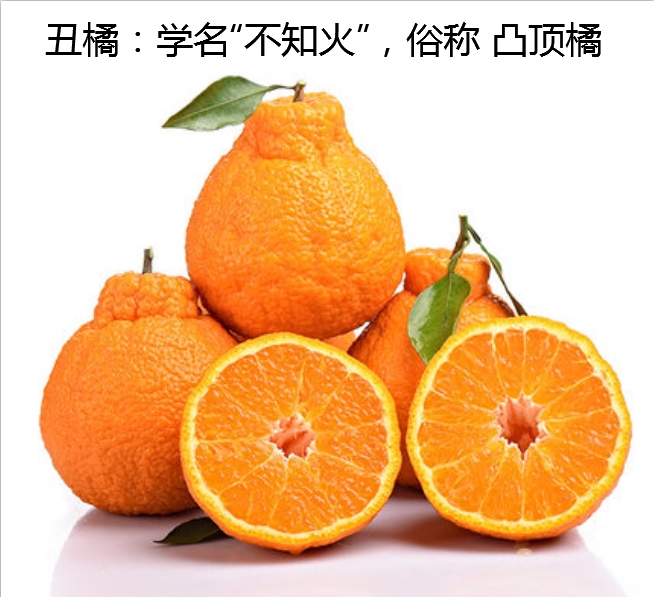 丑柑和耙耙柑的价格差多少(丑柑和耙耙柑怎么区分)