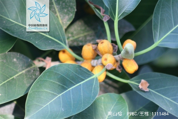  p>高山榕(学名: i>ficus altissima /i>)属 a href="#" data-lemmaid