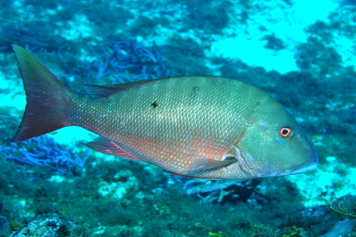  p>双色笛鲷(学名: i>lutjanus analis /i>)是笛鲷科,笛鲷属鱼类.