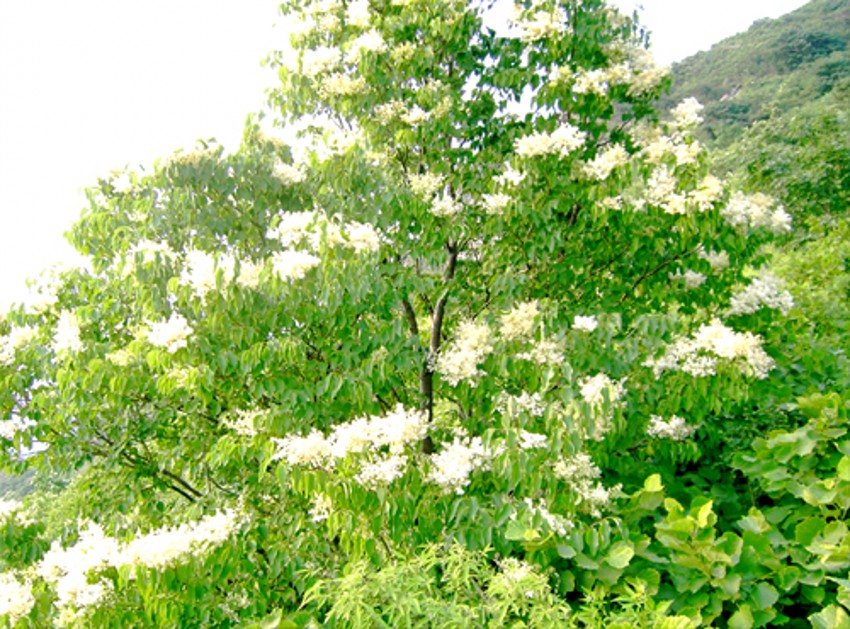 syringa reticulata (blume) h. hara var. amurensis (rupr.) j. s.