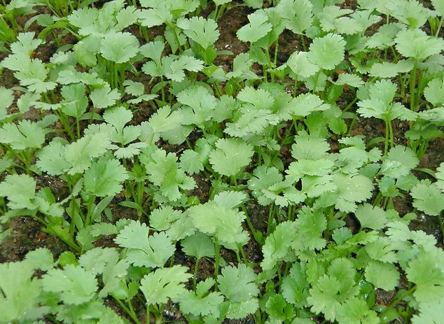  p data-id="tvwqscndh6mx">芫荽是伞形科芫荽属的一,二年生草本植物.