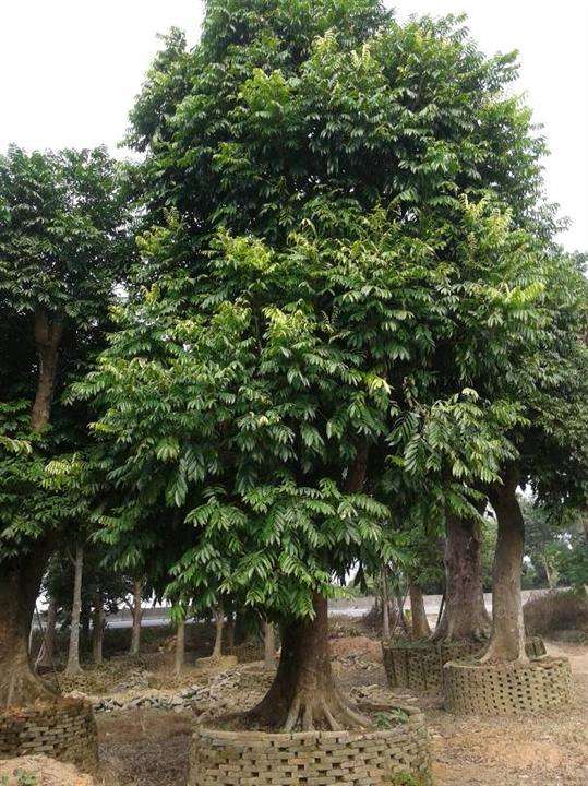  p data-id="tzqe9zt75duk">仁面果,漆树科人面子属的常绿乔木.