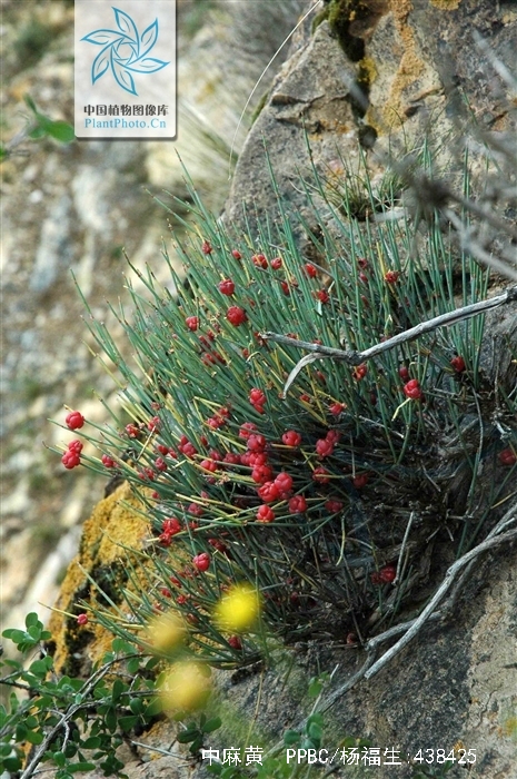  p>中麻黄(学名: i>ephedra intermedia /i> schrenk ex mey.