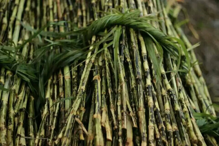 item/禾本科/2458872" data-lemmaid="2458872">禾本科 /a>甘蔗属植物