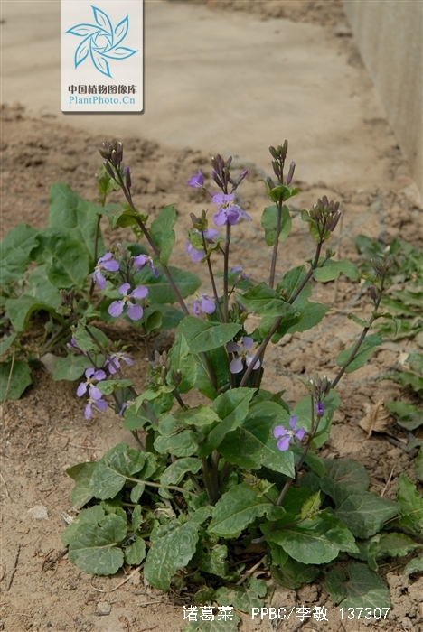  p>诸葛菜(学名: i>orychophragmus violaceus  /i>(l.) o. e.