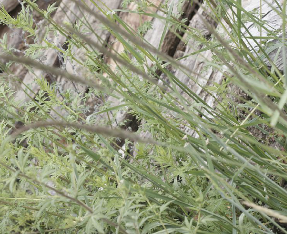  p>麦薲草(学名: i>elymus tangutorum  /i>(nevski)hand.-mazz.