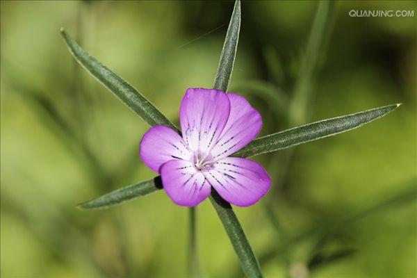 agrostemma githago l.