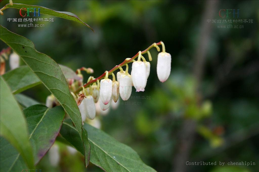 lyoniaovalifoliavar.elliptiea
