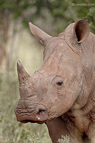  p>白犀(学名: i>ceratotherium simum /i>): a target="_blank" href