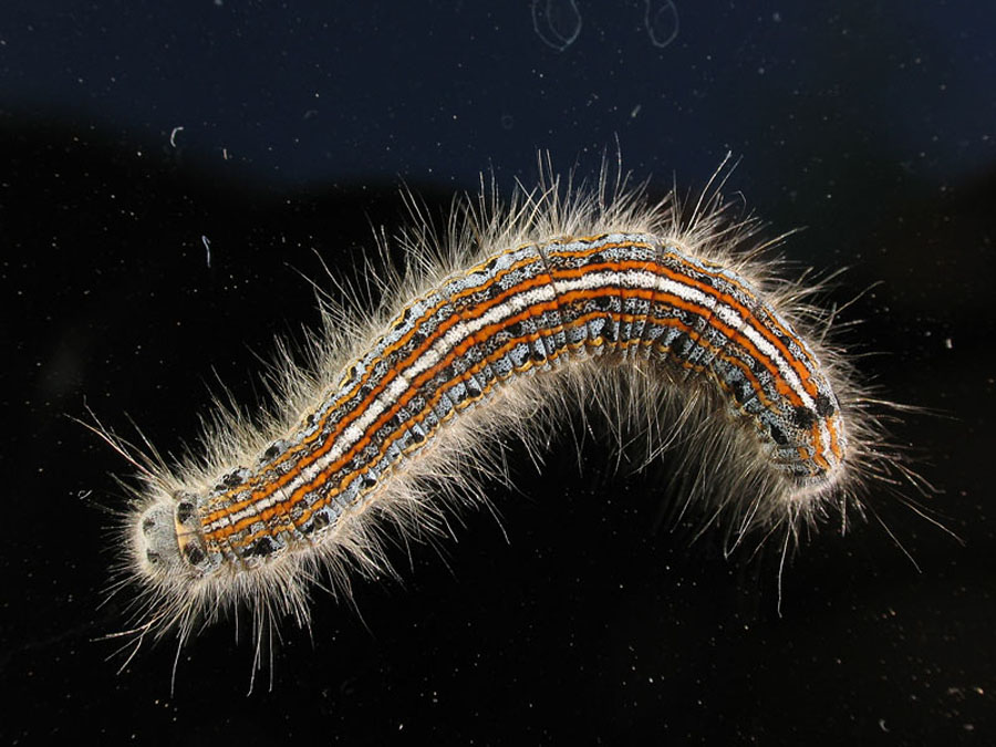  p>天幕毛虫, i>malacosoma neustria testacea /i> motsch,为 a href