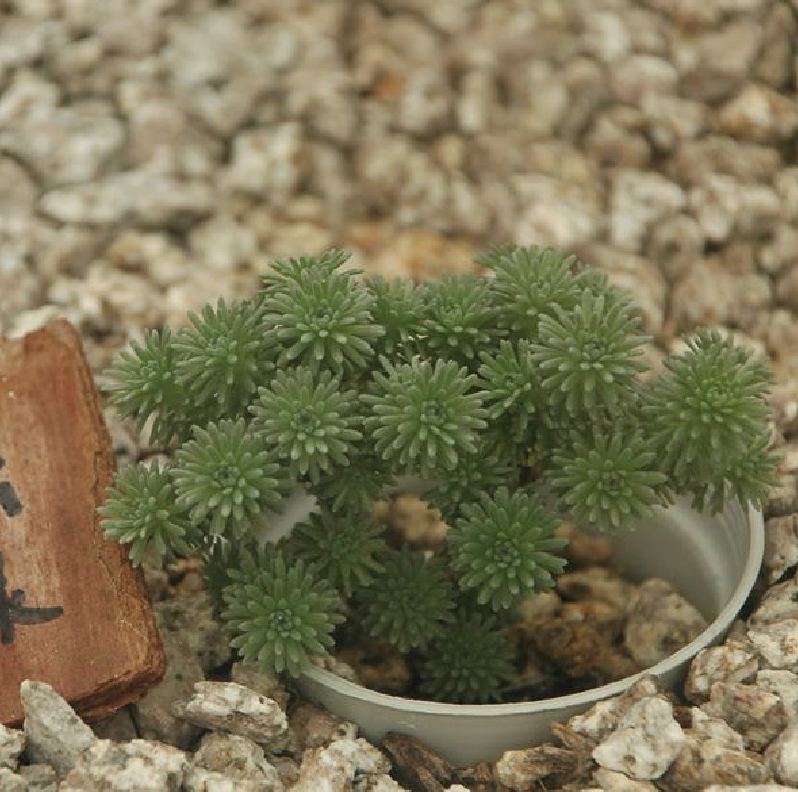  p>小松绿(学名: i>sedum /i>  i>multiceps /i> coss.