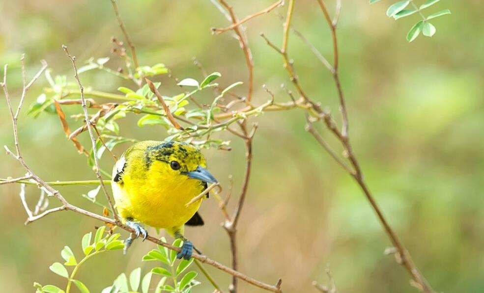  p>绿雀鹎(学名:aegithina viridissima)是小型 a href="#" data