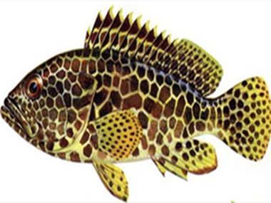  p>蜂巢石斑鱼, i>epinephelus merra  /i>(bloch, 1793), a href="#"