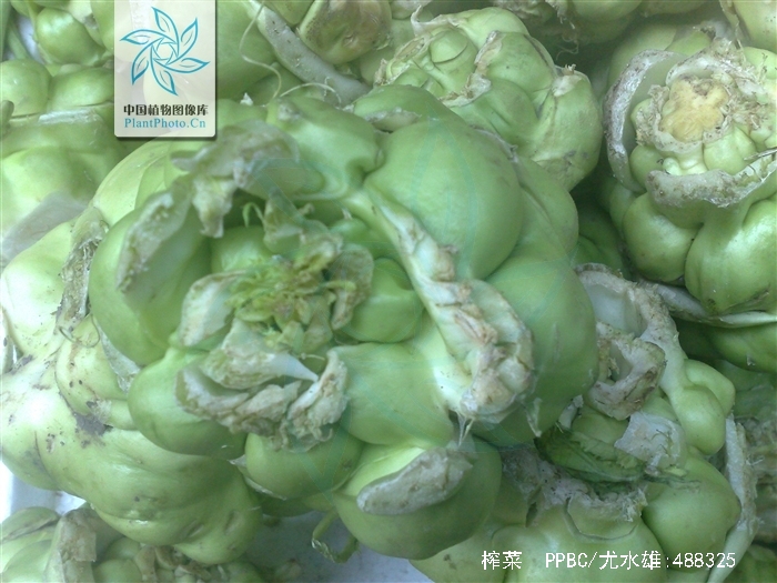  p>榨菜, a href="#" data-lemmaid="229000">被子植物门 /a>, a href