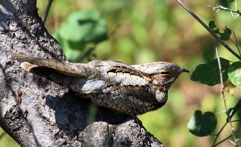  p>欧夜鹰(学名: i>caprimulgus europaeus /i>):体重75-100克,体长26