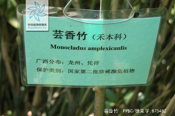 monocladus amplexicaulis chia et al.