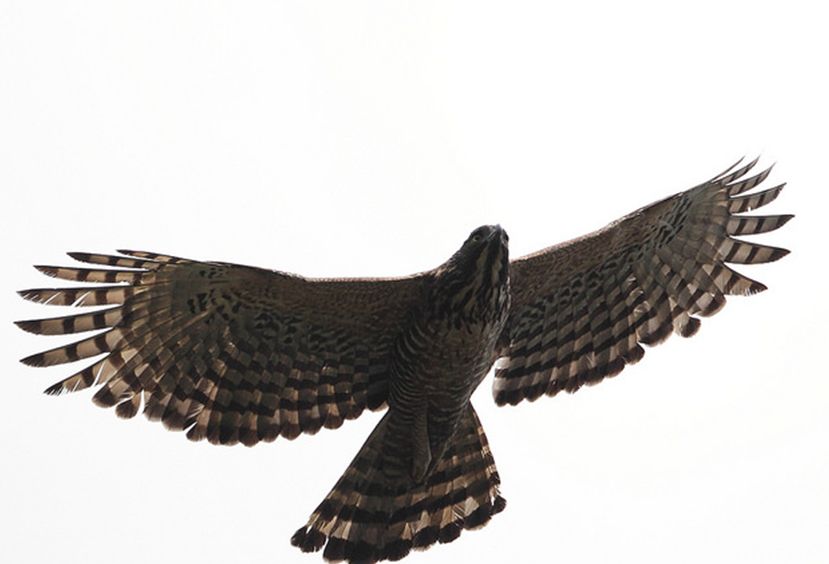  p>鹰雕(学名: i>nisaetus nipalensis /i>)为 a target="_blank"