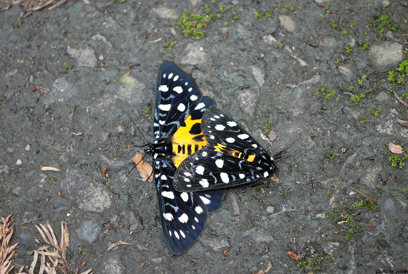 翅目 /a> a target="_blank" href="/item/虎蛾科">虎蛾科 /a>的通称