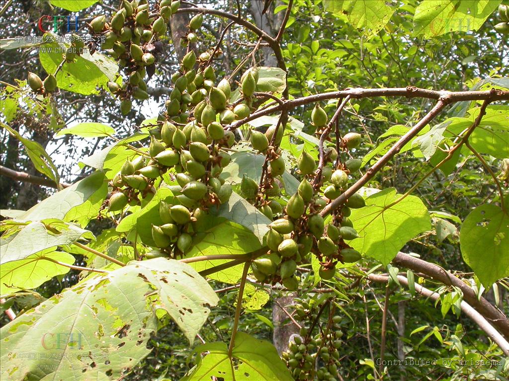 paulowniakawakamii leo.