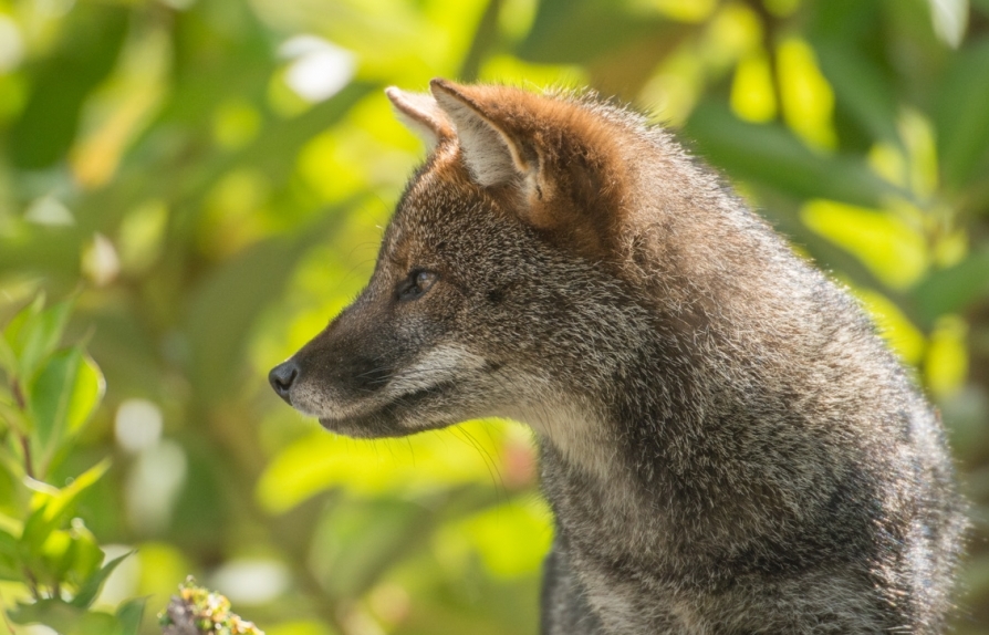  p>达尔文狐(学名: i>lycalopex fulvipes /i>):体长48-60厘米,平均