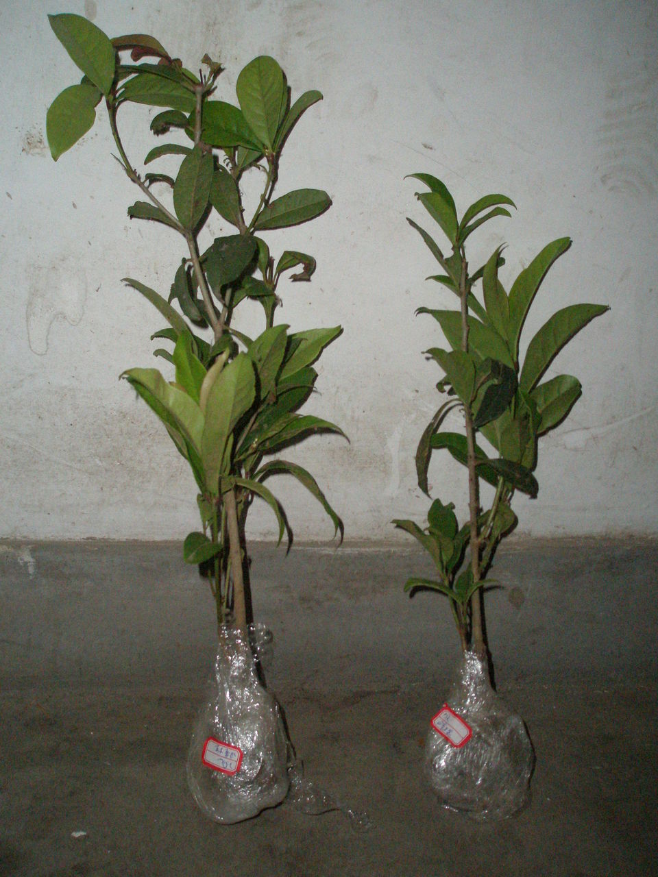 osmanthus fragrans cv.rixianggui