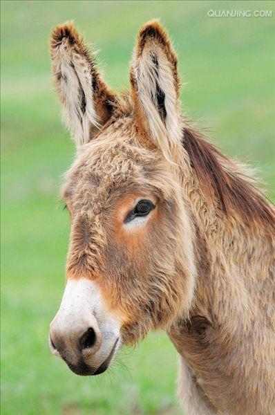  p>非洲野驴,学名: i>equus africanus /i> (von heuglin et