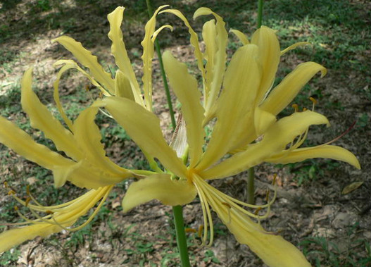  p>稻草石蒜(学名: i>lycoris straminea /i> lindl) a target="