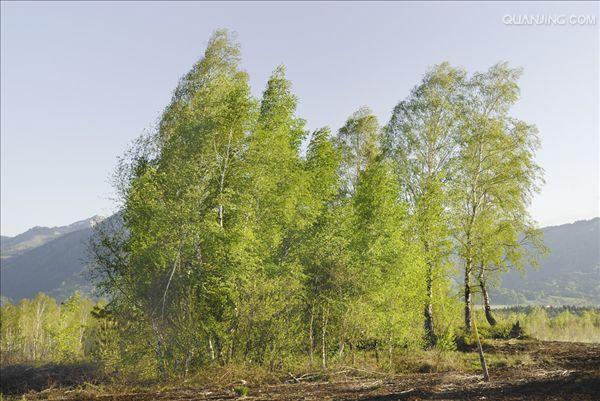  p>桦树是桦木属植物的通称.