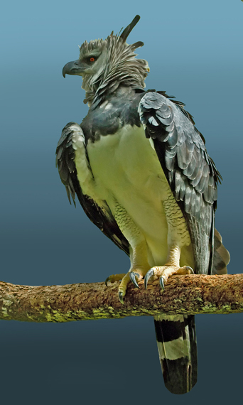 american harpy eagle