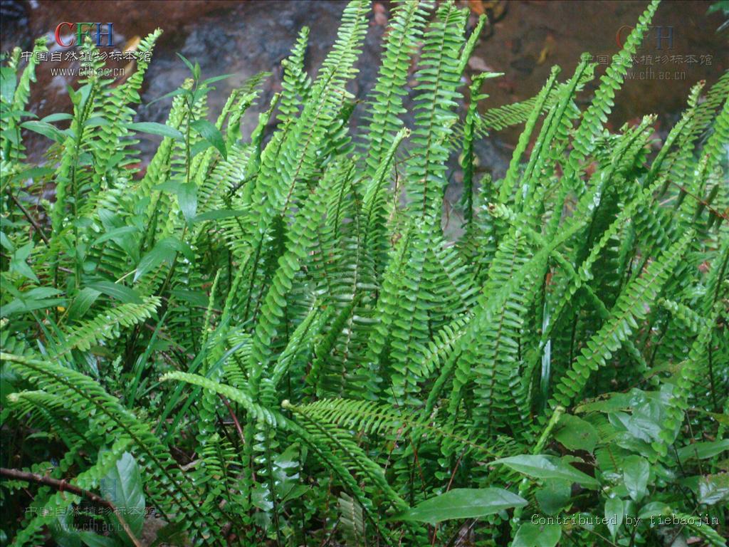  p>乌蔹莓属(学名:cayratia juss.