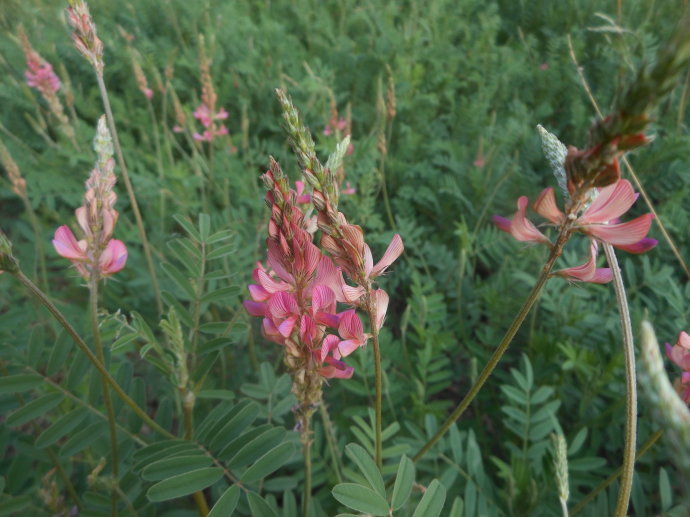  p>驴食草(学名: i>onobrychis viciifolia  /i>scop.