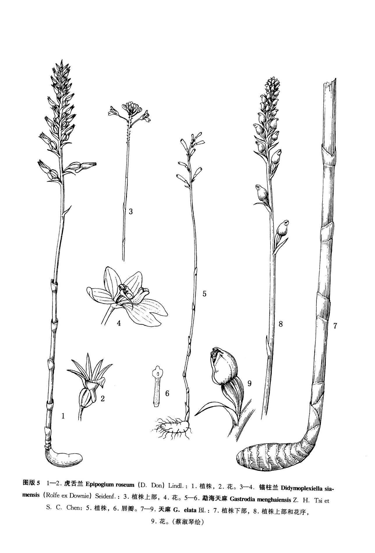  p>天麻属(gastrodia r. br.