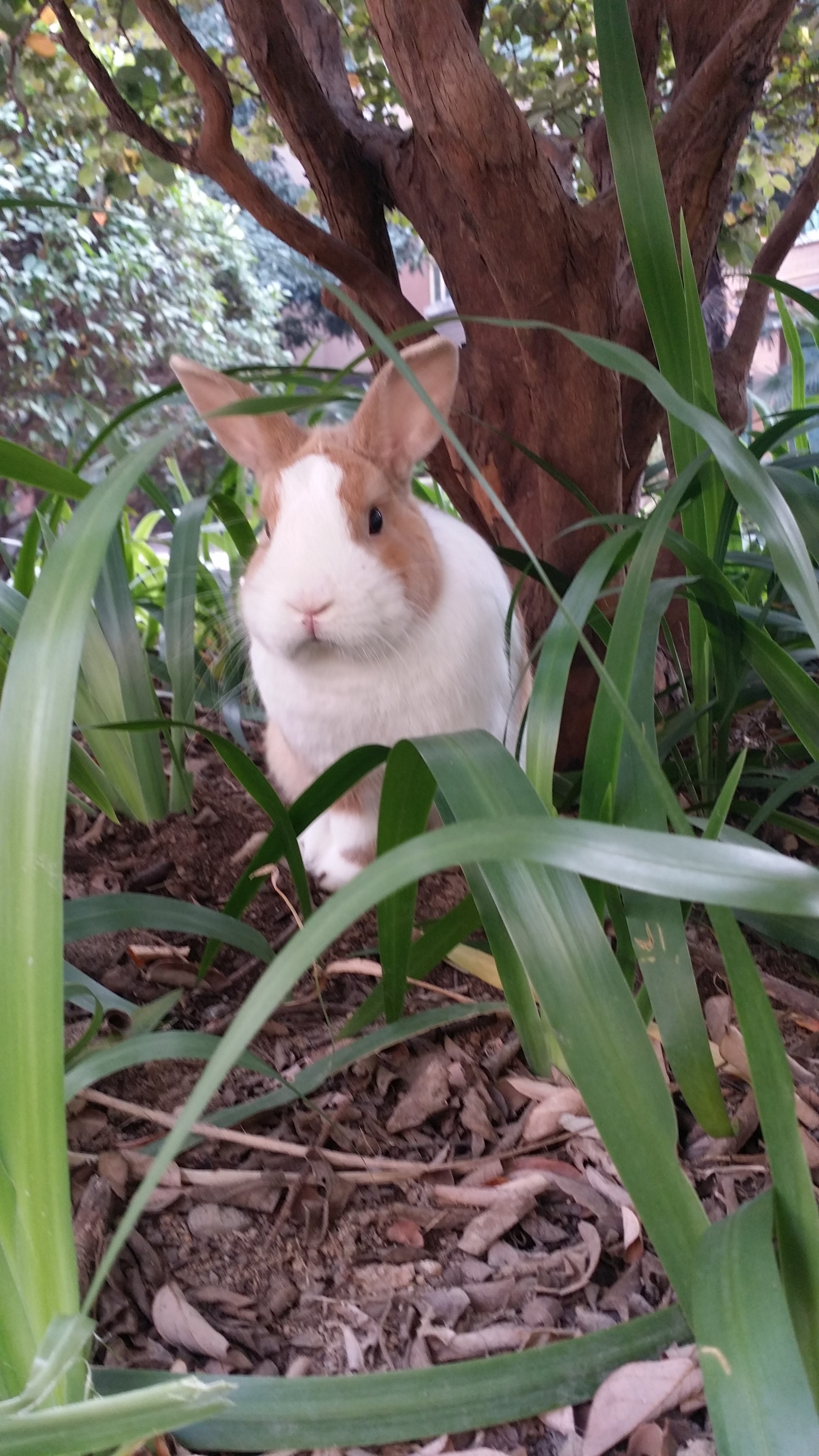 短耳黄白侏儒兔