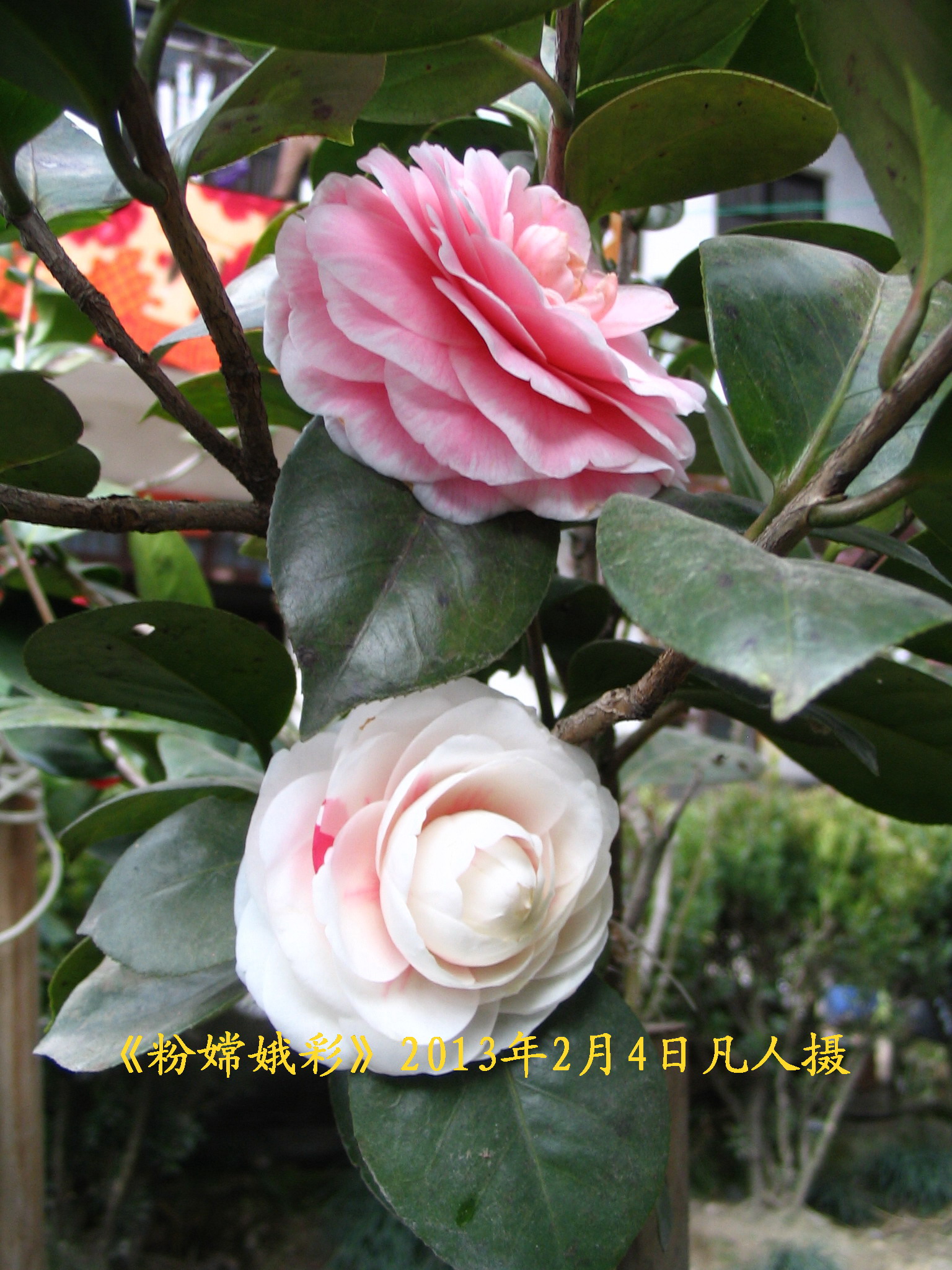  /a>的传统名贵 a target="_blank" href="/item/茶花">茶花 /a>品种